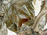 Poecilotheria subfusca (10 L)