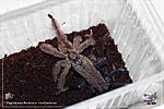 Tapinauchenius violaceus (3 )  11.03.2018