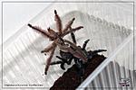 Tapinauchenius violaceus (3 )  11.03.2018