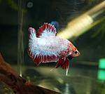 IMG 8188