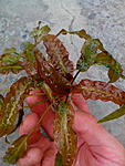 Cryptocoryne affinis Selangor