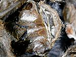 Omothymus violaceopes (11 L)