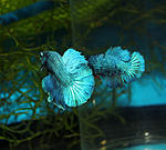 IMG 7518