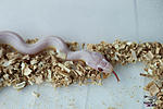 Elaphe guttata  ,  Snow  Blizzard?