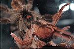 Tapinauchenius gigas (7 )  03.01.2018
