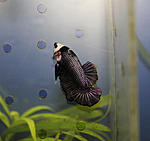 IMG 8106
