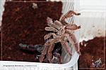 Tapinauchenius violaceus (3 )  11.03.2018