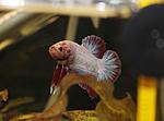 IMG 8061