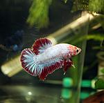 IMG 8190