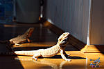   (Pogona vitticeps)