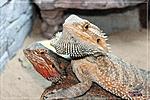  (Pogona vitticeps)