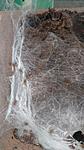Ceratogyrus darlingi    2 