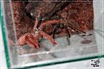 Tapinauchenius gigas (7 )  03.01.2018