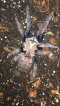 Chilobrachys Fimbriatus FM L10