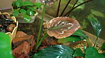 Lagenandra meeboldii Red