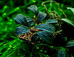 Bucephalandra sp. Purple rain