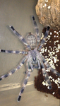 Poecilotheria Tigrinawesseli Adult Male