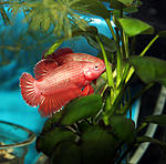 IMG 8460