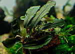 Bucephalandra sp. Deep Purple from Kapuas