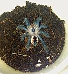 Pamphobeteus Platyomma L1