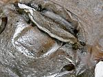 Chilobrachys fimbriatus (12 L)