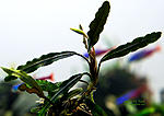 Bucephalandra sp. Mini Black Carpet