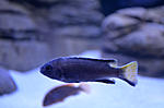 Pseudotropheus acei Itungi
