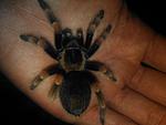  Brachypelma ♀