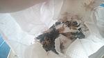 Lampropelma nigerrimum arboricola (ex borneo black) 1   