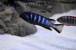 Pseudotropheus elongatus chewere
