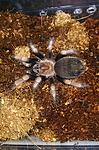  Brachypelma ♀