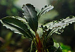 Bucephalandra sp. Kedagang 2