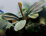 Bucephalandra sp. Lamandau Mini Red
