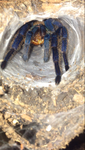 Chomatopelma Cyaneopubescens M L9