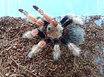 Brachypelma boehmei