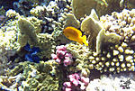  - (Pomacentrus sulfureus) 