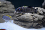 Pseudotropheus acei Itungi