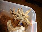 Psalmopoeus pulcher 