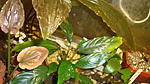 Lagenandra meeboldii Red