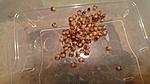  1  Lampropelma nigerrimum arboricola (ex borneo black)  