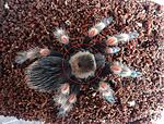  Brachypelma ♀