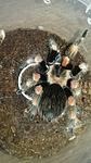  Brachypelma ♀