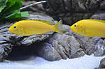 Labidochromis caeruleus Yellow