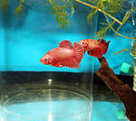 IMG 8471