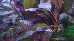 Neocaridina blue diamond.
