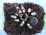 Brachypelma smithi
