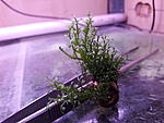  Bolbitis heteroclita "difformis" (Bolbitis sp. "Baby Leaf")