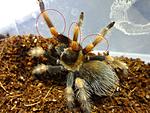  Brachypelma ♀