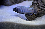 Pseudotropheus polit