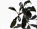Bucephalandra sp. Red Aphrodisiac Nanga Sukayat